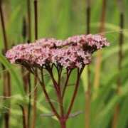 ヒメ日記 2025/09/28 06:32 投稿 あゆ 梅田アバンチュール