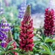 ヒメ日記 2025/11/02 04:33 投稿 あゆ 梅田アバンチュール