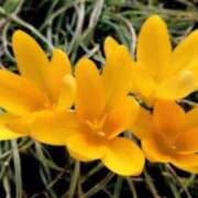 ヒメ日記 2025/11/08 07:32 投稿 あゆ 梅田アバンチュール