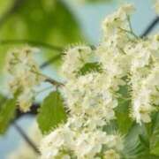 ヒメ日記 2025/11/12 07:12 投稿 あゆ 梅田アバンチュール