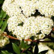 ヒメ日記 2025/11/13 07:32 投稿 あゆ 梅田アバンチュール