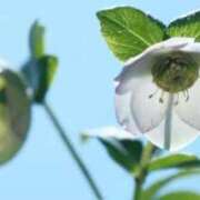 ヒメ日記 2025/11/16 06:52 投稿 あゆ 梅田アバンチュール