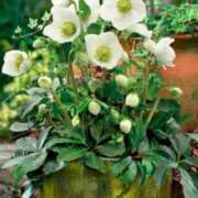 ヒメ日記 2025/11/16 18:28 投稿 あゆ 梅田アバンチュール