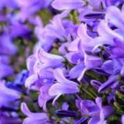 ヒメ日記 2025/11/21 07:33 投稿 あゆ 梅田アバンチュール