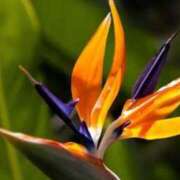 ヒメ日記 2025/11/23 06:52 投稿 あゆ 梅田アバンチュール