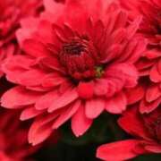 ヒメ日記 2025/11/26 06:52 投稿 あゆ 梅田アバンチュール