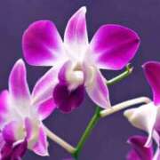 ヒメ日記 2025/11/27 07:12 投稿 あゆ 梅田アバンチュール