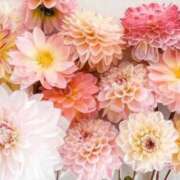 ヒメ日記 2025/12/06 07:42 投稿 あゆ 梅田アバンチュール