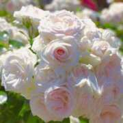 ヒメ日記 2025/12/11 06:52 投稿 あゆ 梅田アバンチュール