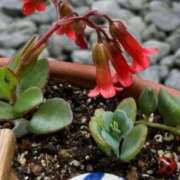 ヒメ日記 2025/12/16 07:12 投稿 あゆ 梅田アバンチュール