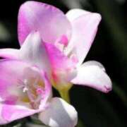 ヒメ日記 2025/12/17 07:12 投稿 あゆ 梅田アバンチュール