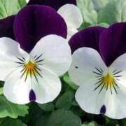 ヒメ日記 2025/12/18 07:11 投稿 あゆ 梅田アバンチュール