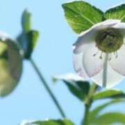 ヒメ日記 2025/12/26 07:16 投稿 あゆ 梅田アバンチュール