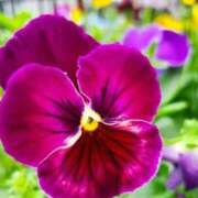 ヒメ日記 2025/12/27 07:42 投稿 あゆ 梅田アバンチュール