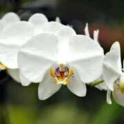 ヒメ日記 2026/01/06 07:32 投稿 あゆ 梅田アバンチュール