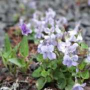 ヒメ日記 2026/01/15 06:42 投稿 あゆ 梅田アバンチュール