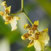 ヒメ日記 2026/01/15 09:38 投稿 あゆ 梅田アバンチュール