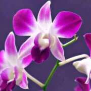 ヒメ日記 2026/01/16 06:42 投稿 あゆ 梅田アバンチュール