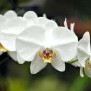 ヒメ日記 2026/01/17 08:02 投稿 あゆ 梅田アバンチュール