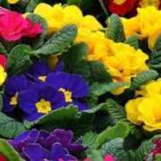 ヒメ日記 2026/01/18 09:27 投稿 あゆ 梅田アバンチュール