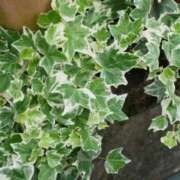 ヒメ日記 2026/01/21 07:02 投稿 あゆ 梅田アバンチュール