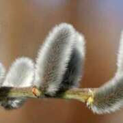 ヒメ日記 2026/01/23 06:52 投稿 あゆ 梅田アバンチュール