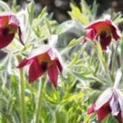 ヒメ日記 2026/02/05 06:52 投稿 あゆ 梅田アバンチュール