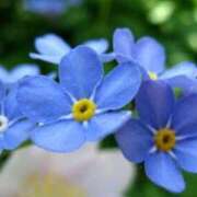 ヒメ日記 2026/02/07 06:42 投稿 あゆ 梅田アバンチュール