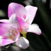 ヒメ日記 2026/02/11 07:12 投稿 あゆ 梅田アバンチュール