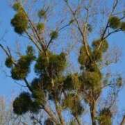 ヒメ日記 2026/02/12 06:58 投稿 あゆ 梅田アバンチュール