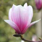 ヒメ日記 2026/02/19 06:32 投稿 あゆ 梅田アバンチュール