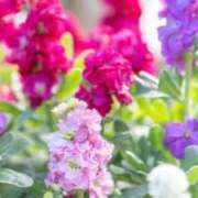 ヒメ日記 2026/03/02 07:02 投稿 あゆ 梅田アバンチュール