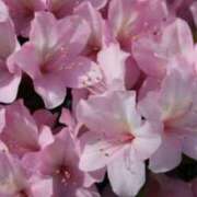 ヒメ日記 2026/03/05 07:12 投稿 あゆ 梅田アバンチュール