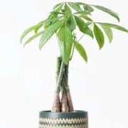 ヒメ日記 2026/03/11 06:52 投稿 あゆ 梅田アバンチュール