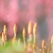 ヒメ日記 2026/03/12 06:52 投稿 あゆ 梅田アバンチュール