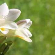 ヒメ日記 2026/03/13 06:42 投稿 あゆ 梅田アバンチュール