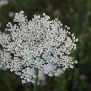 ヒメ日記 2026/03/15 06:52 投稿 あゆ 梅田アバンチュール