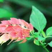 ヒメ日記 2026/03/19 07:02 投稿 あゆ 梅田アバンチュール