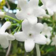 ヒメ日記 2026/03/21 07:52 投稿 あゆ 梅田アバンチュール