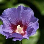 ヒメ日記 2026/03/22 06:45 投稿 あゆ 梅田アバンチュール