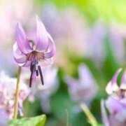 ヒメ日記 2026/03/24 07:11 投稿 あゆ 梅田アバンチュール