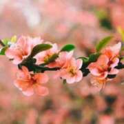 ヒメ日記 2026/03/25 07:02 投稿 あゆ 梅田アバンチュール