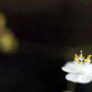 ヒメ日記 2026/03/27 07:02 投稿 あゆ 梅田アバンチュール