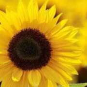 ヒメ日記 2026/04/07 07:33 投稿 あゆ 梅田アバンチュール