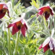 ヒメ日記 2026/04/09 06:52 投稿 あゆ 梅田アバンチュール