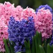 ヒメ日記 2026/04/11 06:52 投稿 あゆ 梅田アバンチュール