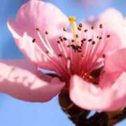 ヒメ日記 2026/04/12 08:42 投稿 あゆ 梅田アバンチュール