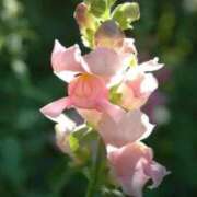 ヒメ日記 2026/04/15 07:12 投稿 あゆ 梅田アバンチュール