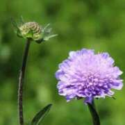 あゆ ☆おはようございます☆ 梅田アバンチュール