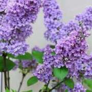 ヒメ日記 2026/06/12 06:52 投稿 あゆ 梅田アバンチュール
